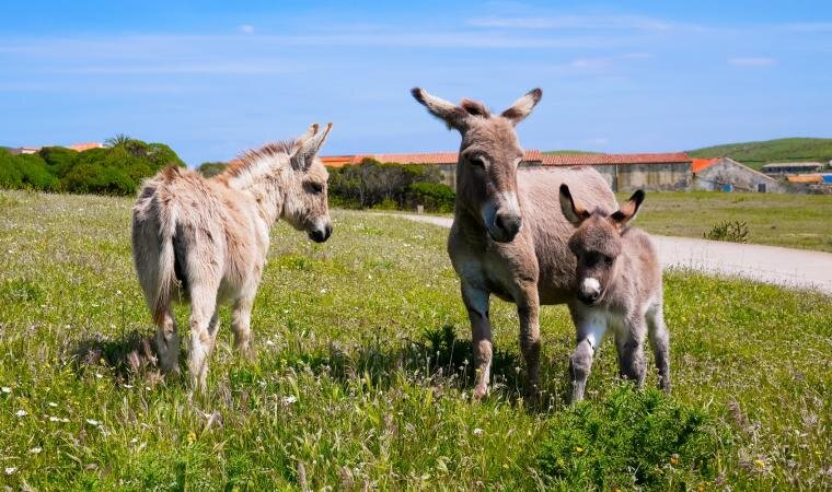 Parco Nazionale Dell Asinara Parco Nazionale Dell Asinara