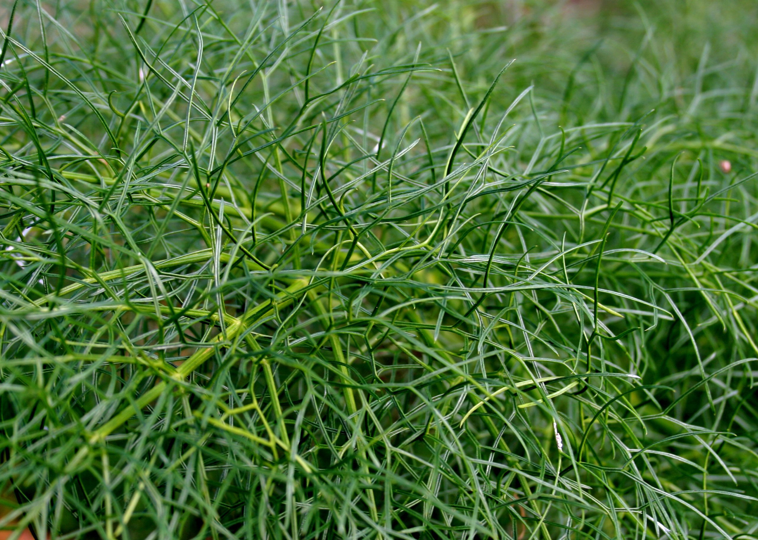Finocchietto Selvatico Finocchietto Selvatico