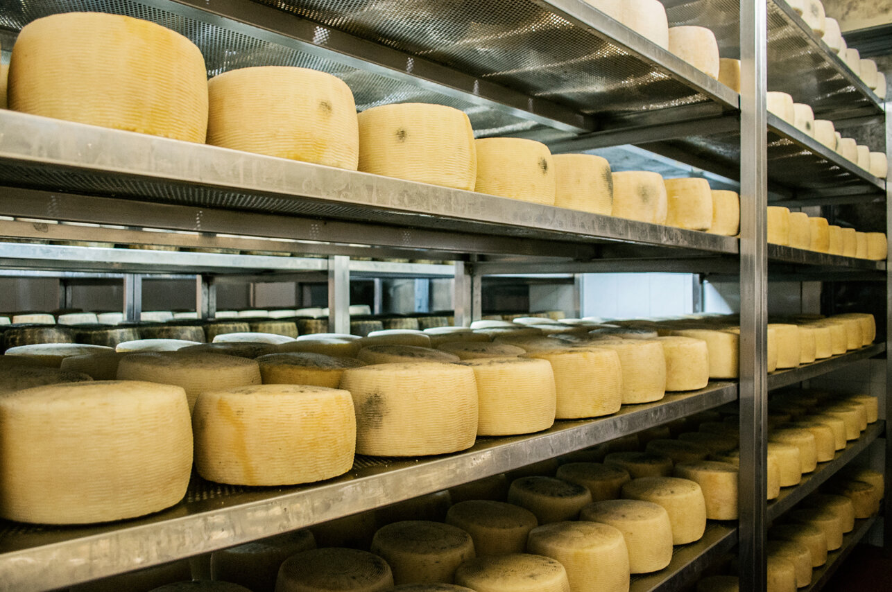 Il pecorino Il pecorino