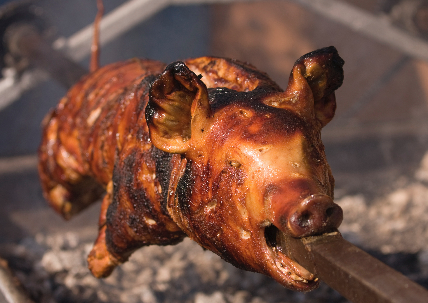 Porcetto Arrosto Porcetto Arrosto